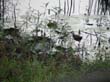 jacana