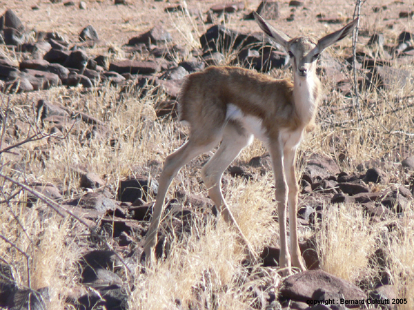 dik dik