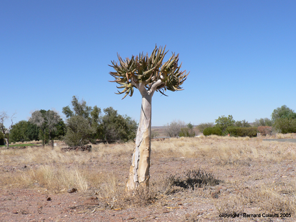 kokerboom (arbre à carquois)