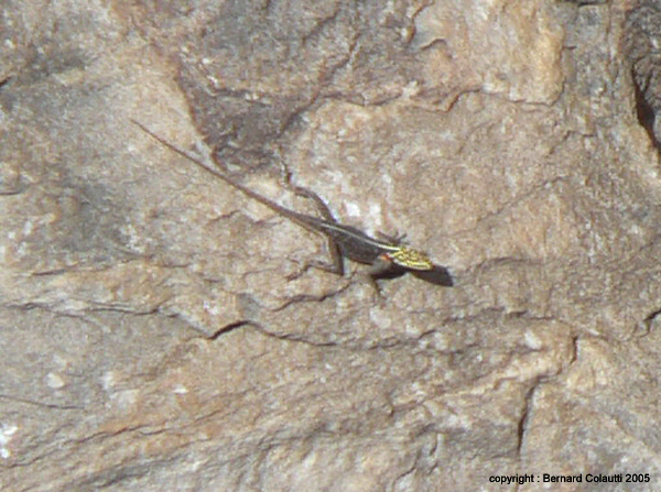 lezard