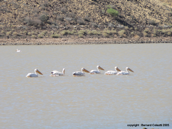 pelicans (1)