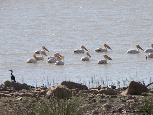 pelicans