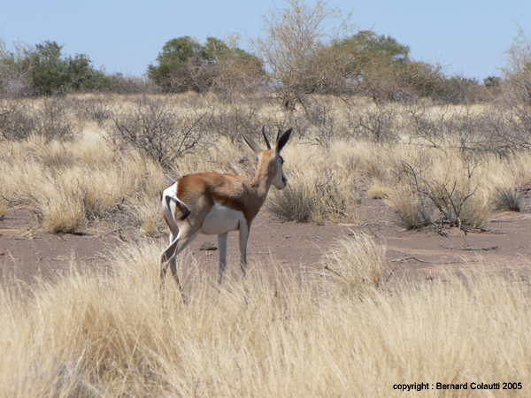 springbok