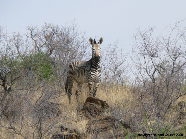 zébre zebra