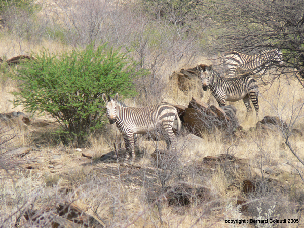 zebres zebra
