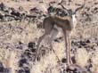 dik dik
