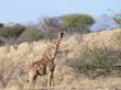 girafe