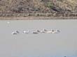 pelicans (1)