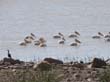 pelicans