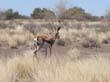 springbok