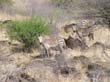 zebres zebra