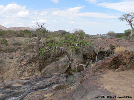 z Epupa Falls -  baobabs (6)