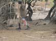 himbas (2)