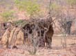 himbas (6)