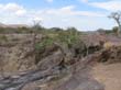 z Epupa Falls -  baobabs (6)