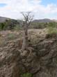 z Epupa Falls -  baobabs (7)