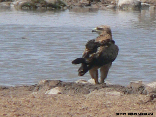 aigle