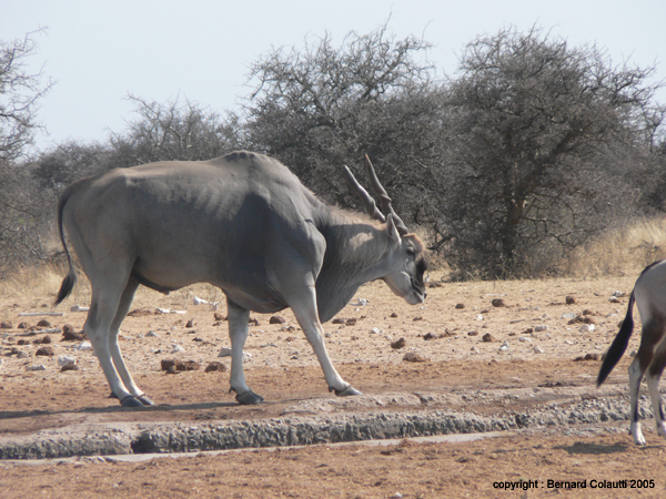 eland 