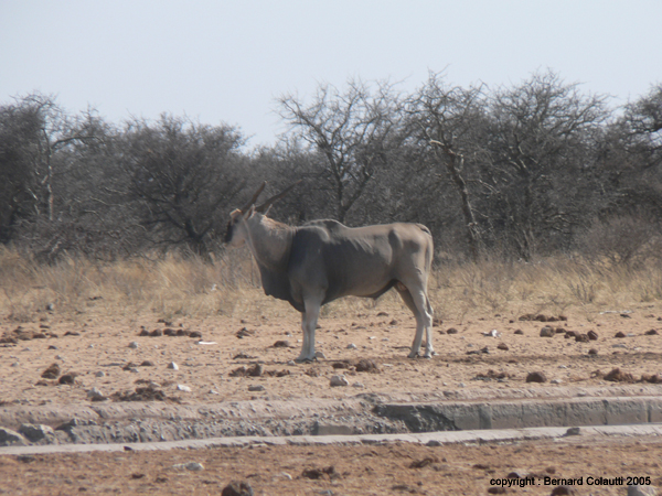 eland