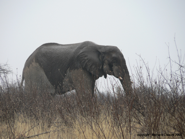 elephant      