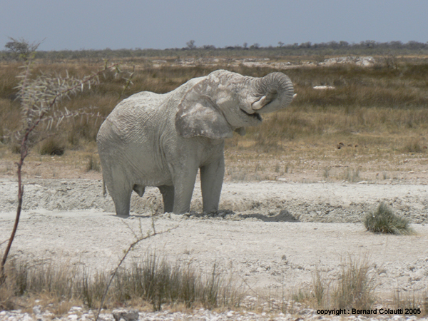 elephant    