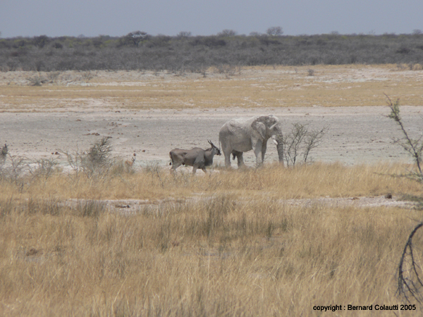 elephant (2)