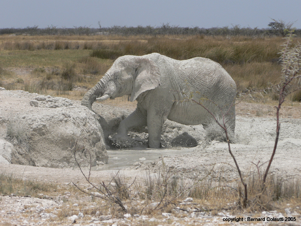 elephant (3)