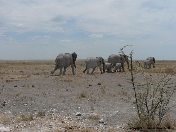 elephants (1)