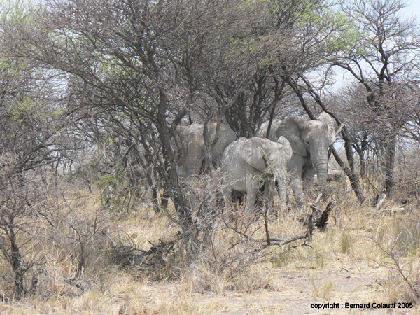 elephants (2)