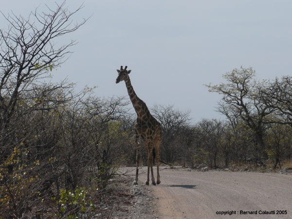 girafe (1)