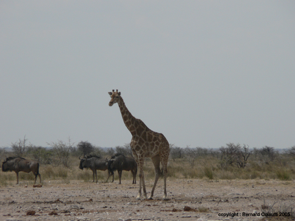 girafe - gnous