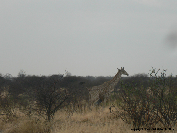 girafe au galop