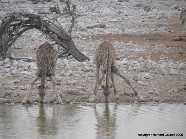 girafes (1)