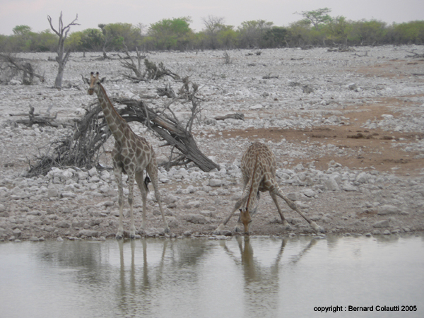 girafes (2)