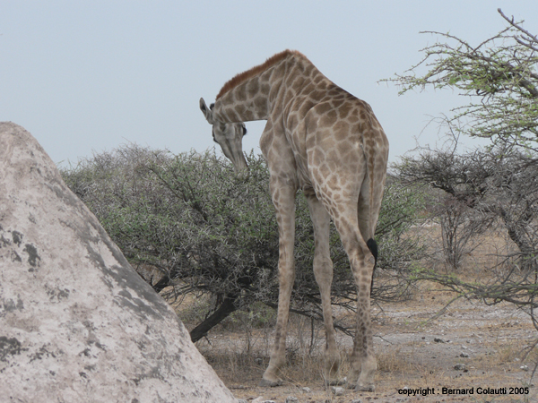 girafes (3)