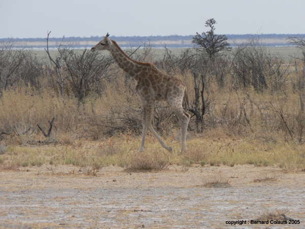 girafes (4)