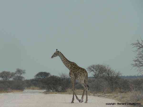 girafes (5)