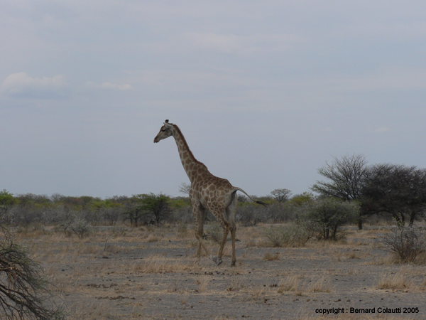 girafes (6)