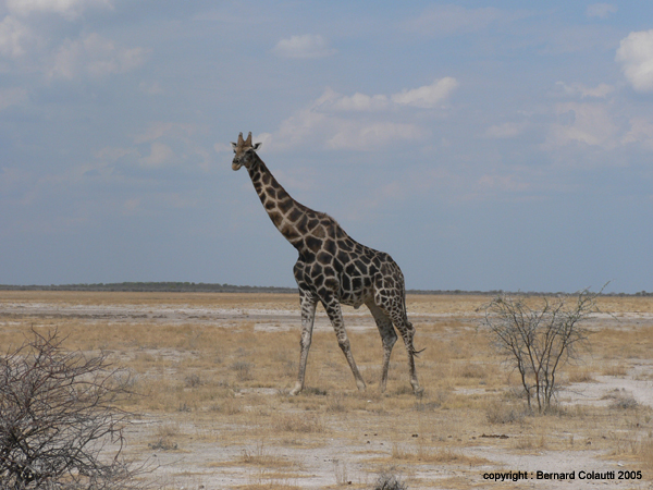girafes (7)