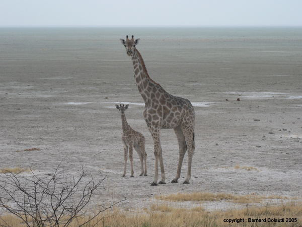 girafes (8)
