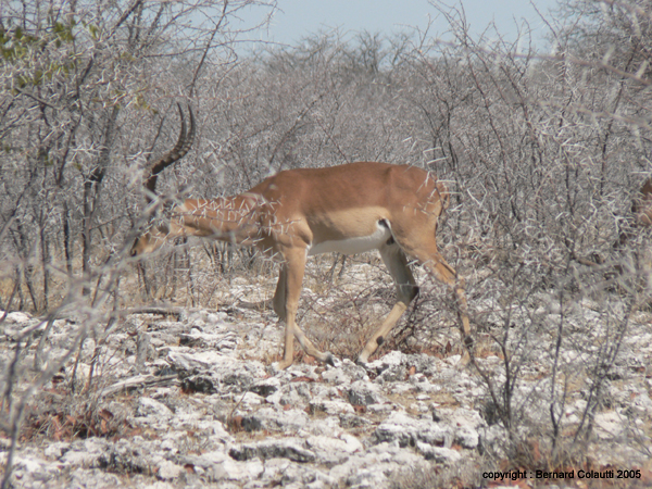 impala (3)