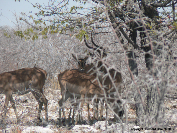 impala (4)