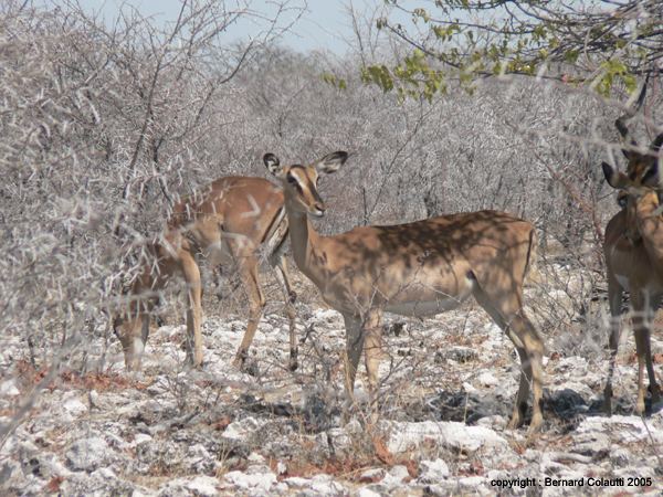 impala (5)