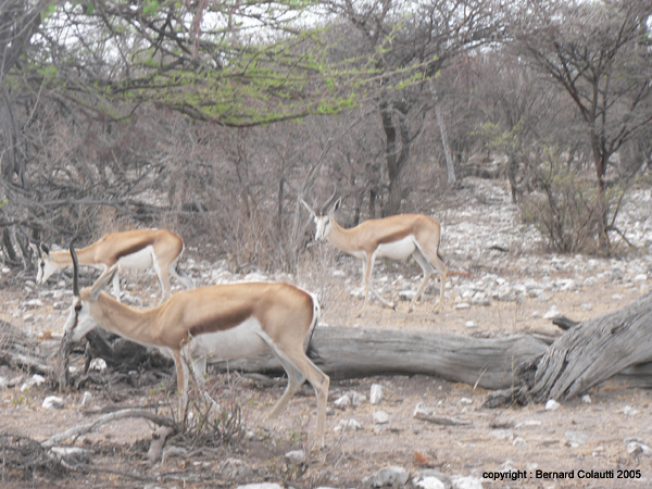 impala (6)