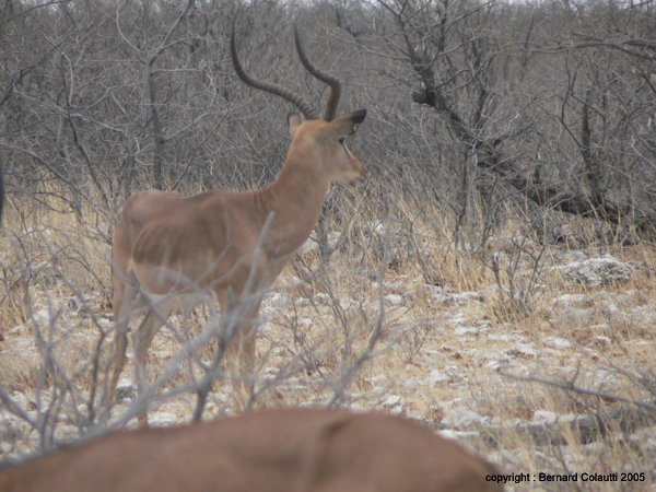 impala (7)