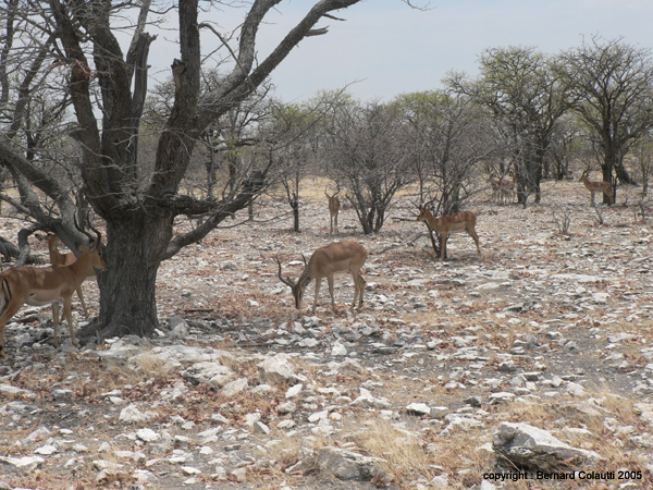 impala (8)