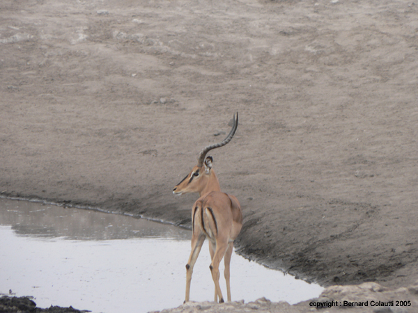 impala