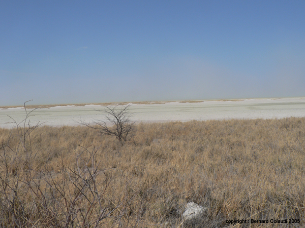 le pan d'Etosha (1)