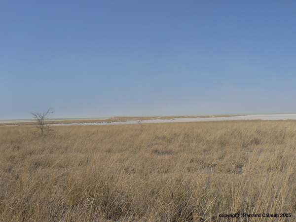 le pan d'Etosha (3)