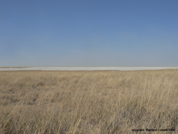 le pan d'Etosha